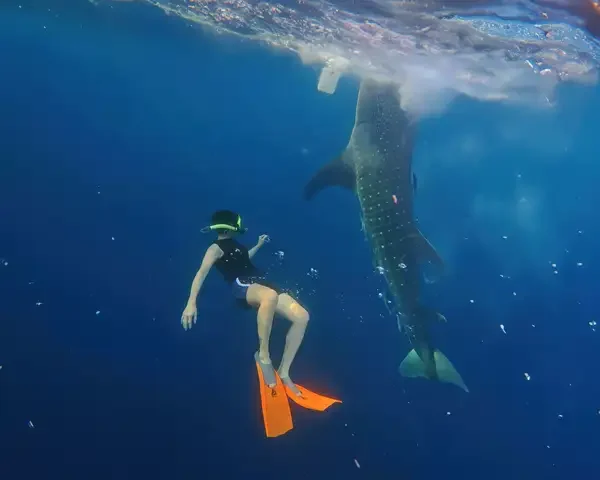 seseorang snorkeling bersama hiu paus atau whale shark sumbawa