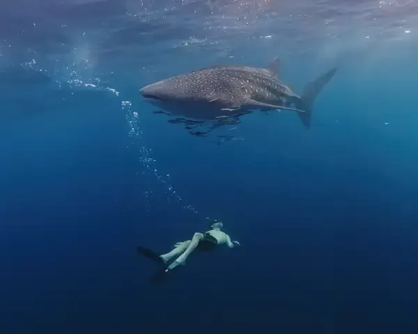 paket wisata whale shark sumbawa katalog